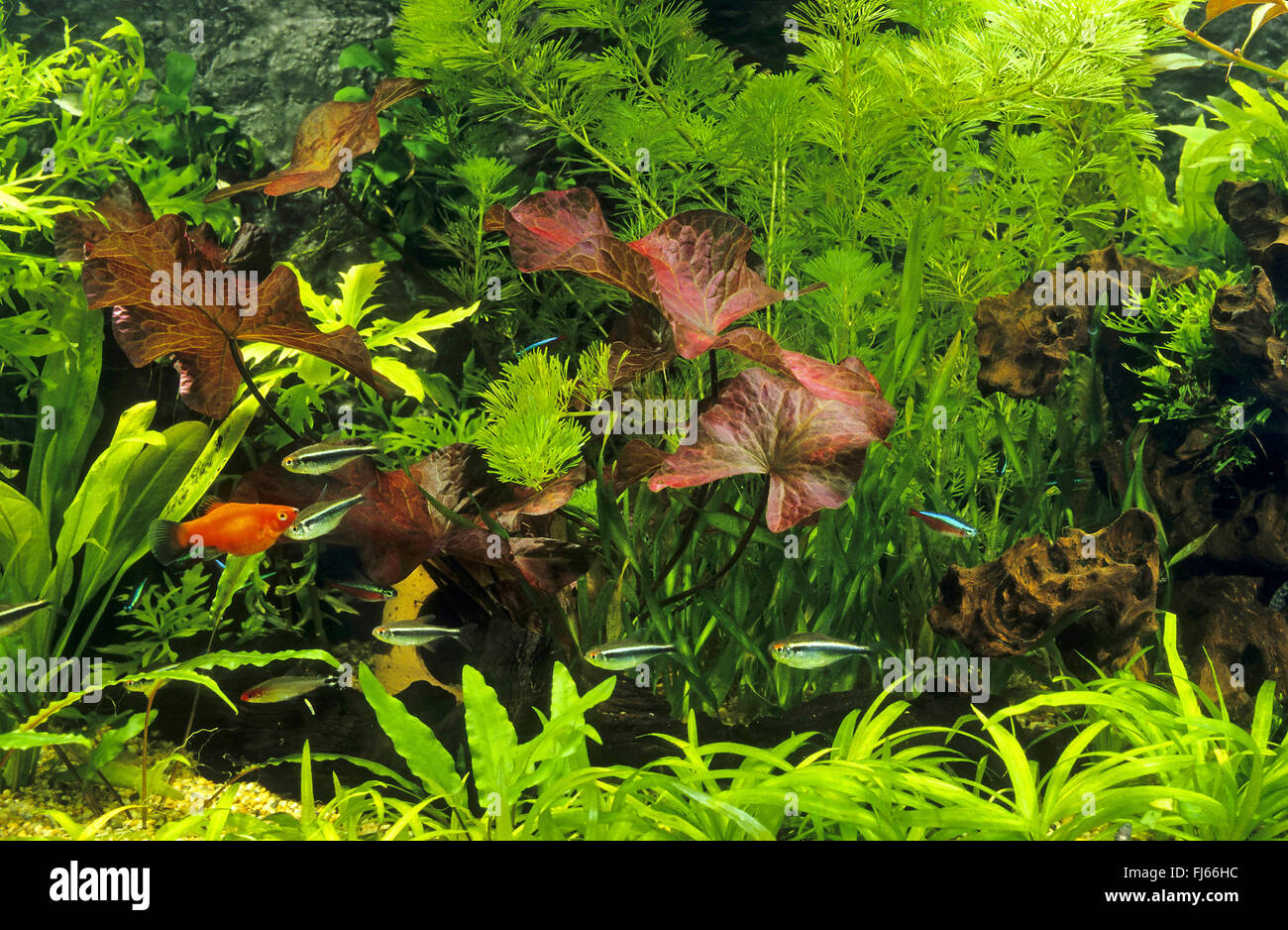 Tropical pesci di acqua dolce del serbatoio Foto Stock