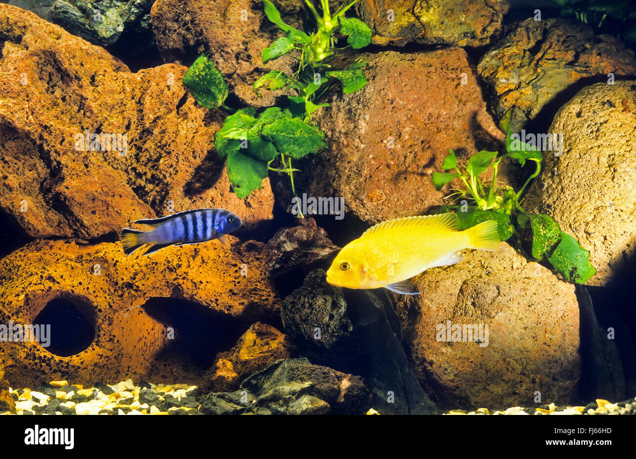 Tropical pesci di acqua dolce del serbatoio Foto Stock