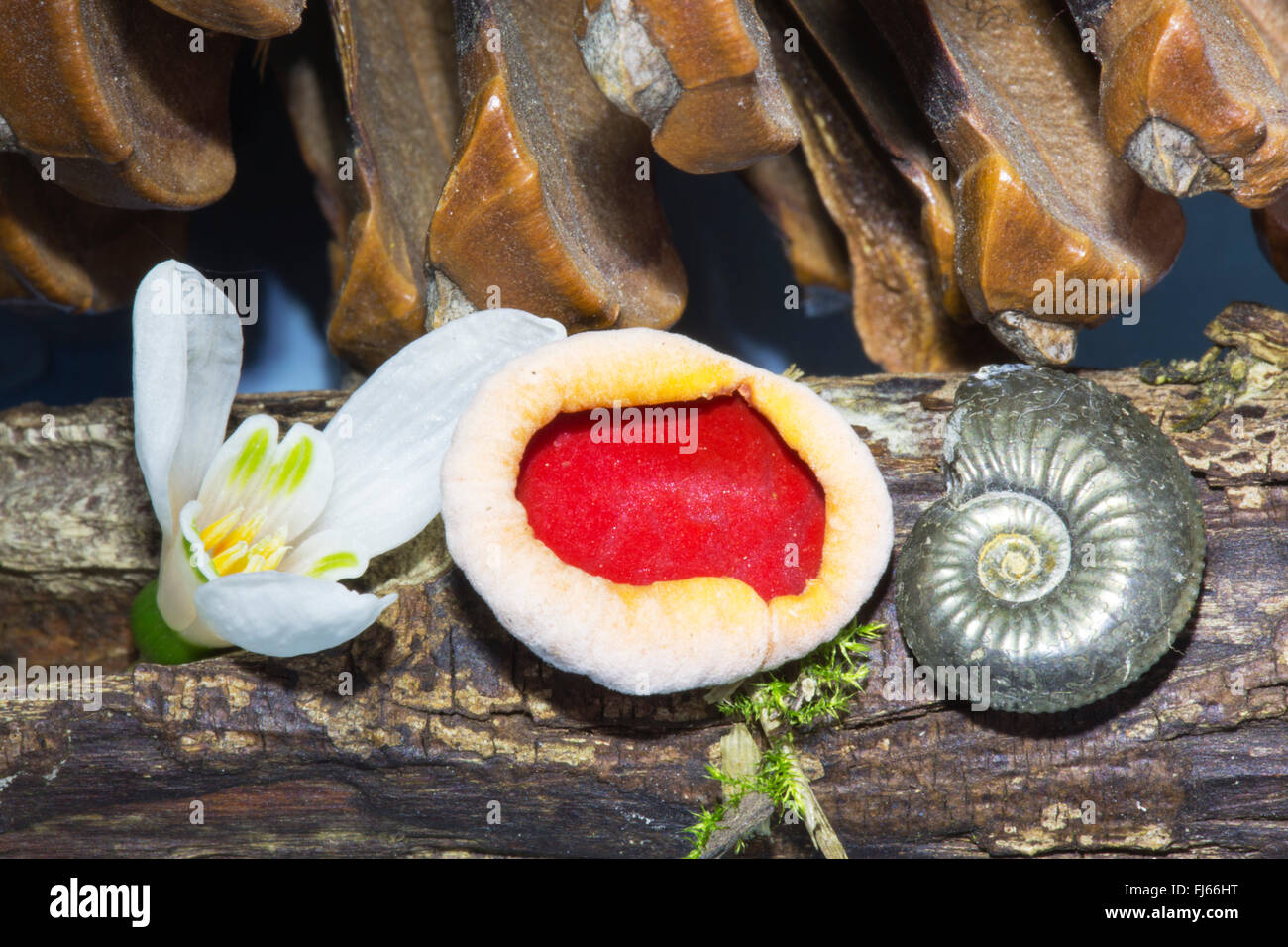 Scarlet Elf Cup funghi Sarcoscypha coccinea, un snowdrop fiore e un minuscolo fossile ammonita su un ramo di marcio. Foto Stock