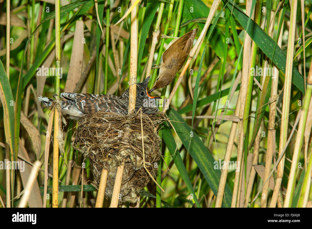 Eurasian cuculo (Cuculus canorus), reed trillo alimentare un 14 giorni d'età giovane cuculo nel nido Foto Stock