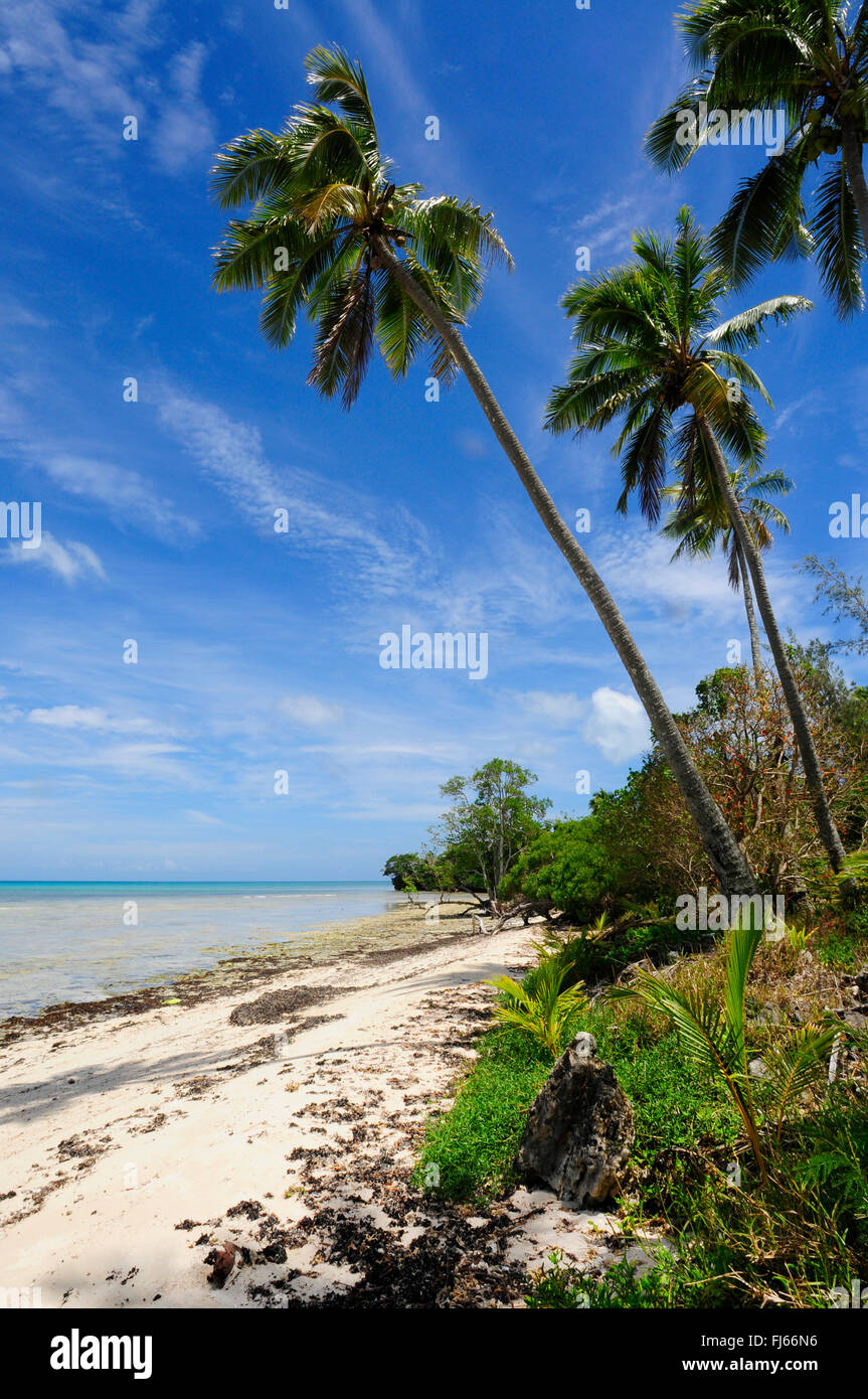 Palma da cocco (Cocos nucifera), Palm Beach di Nuova Caledonia, Nuova Caledonia, Ile des Pins Foto Stock