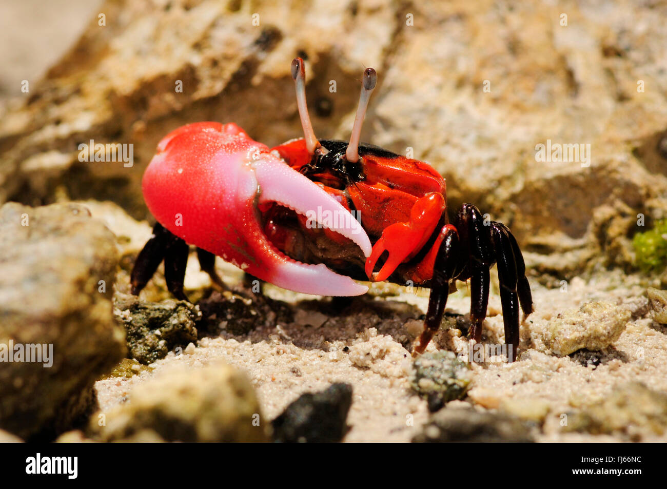 Fiddler crab (Ocypodidae), fiddler crab nelle mangrovie di Nuova Caledonia, Nuova Caledonia, Ile des Pins Foto Stock