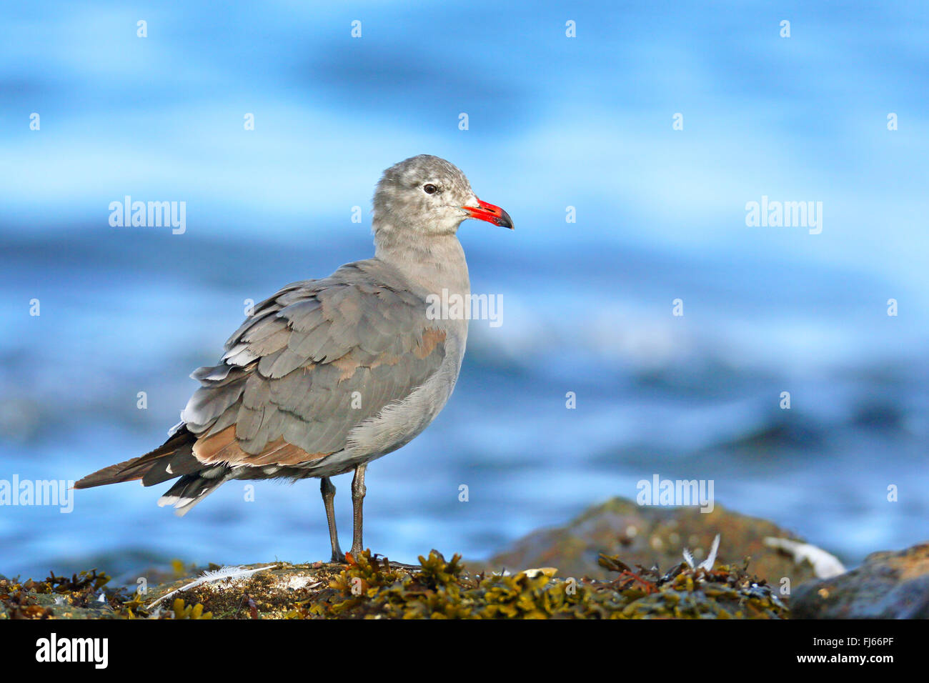Heermann il gabbiano (Larus heermanni), sorge a costa rocciosa, Canada, Victoria Foto Stock