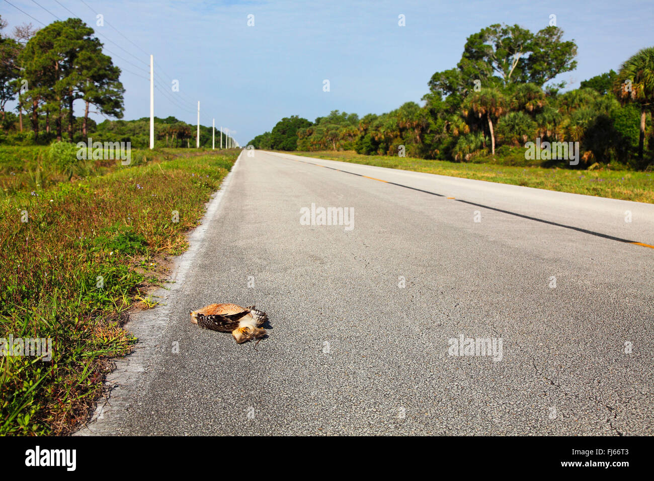 Red-hawk con spallamento (Buteo lineatus), strada kill, STATI UNITI D'AMERICA, Florida, Merritt Island Foto Stock