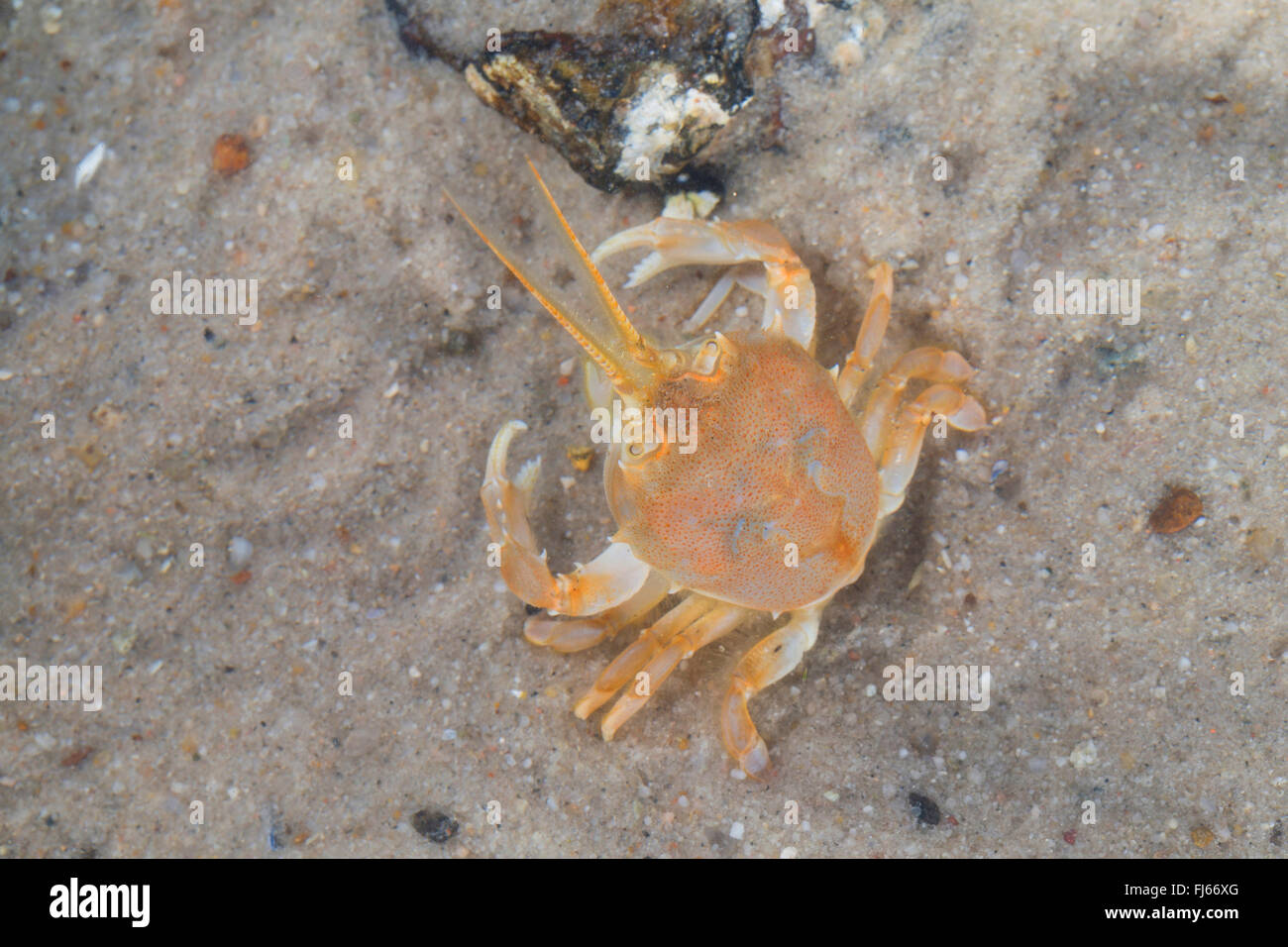 Il granchio mascherato, casco granchio (Corystes cassivelaunus, Corystes dentatus), femmina Foto Stock
