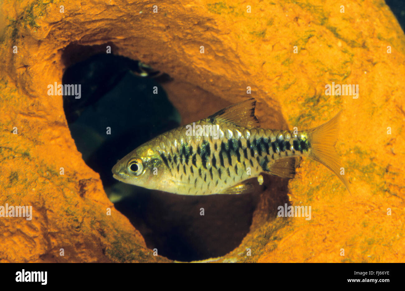 Raccordo portagomma a scacchi, Checkerboard, Isola di barb (Oliotius oligolepis, Puntius oligolepis, Capoeta oligolepis), nuoto Foto Stock