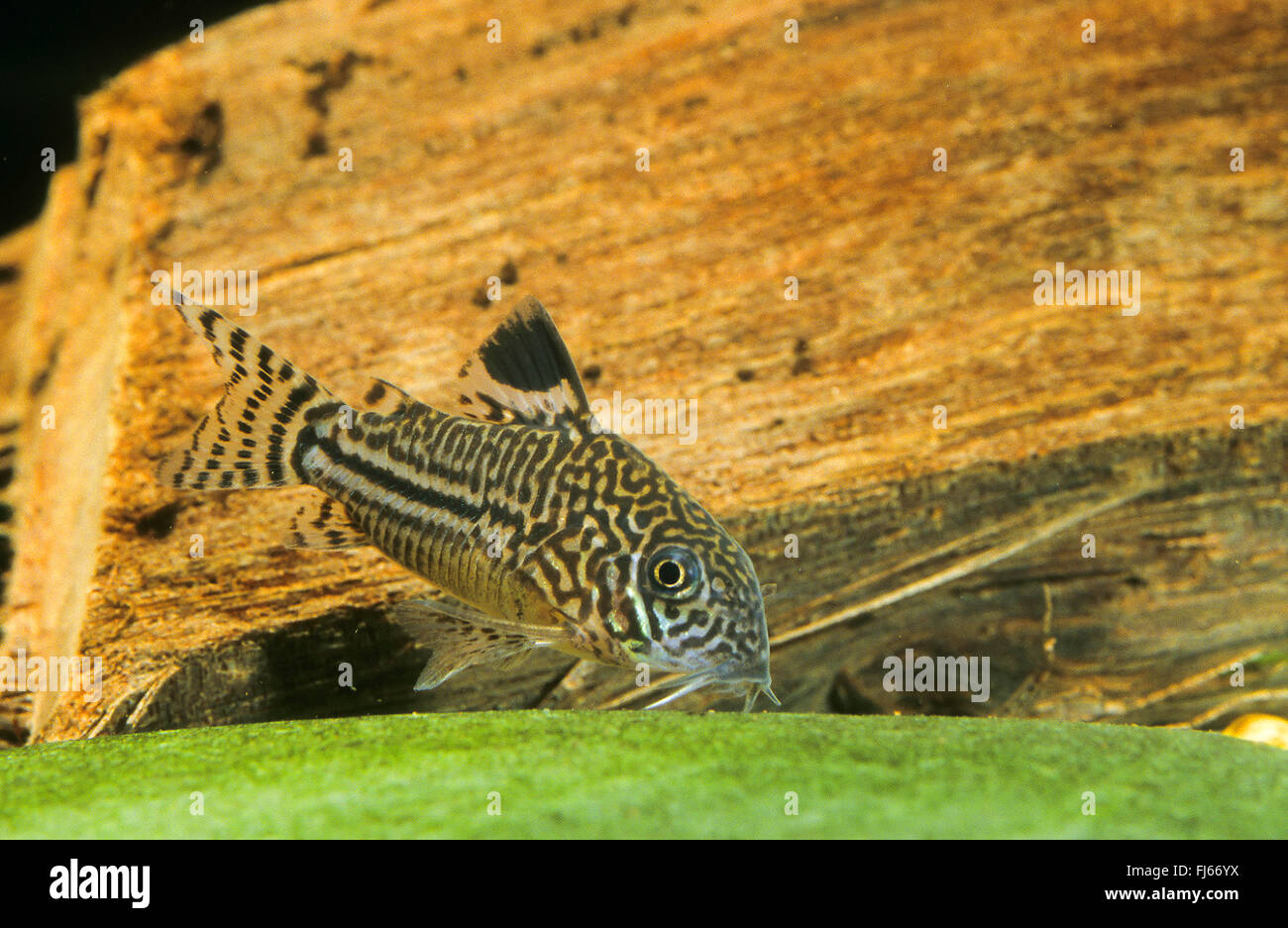 Tre corydoras stripe, Leopard catfish, False julii corydoras, linea tre catfish (Corydoras trilineatus, Corydoras dubius, Corydoras episcopi), nuoto Foto Stock