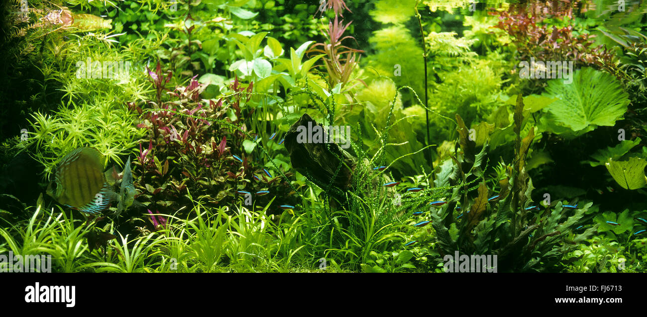 Tropical pesci di acqua dolce del serbatoio Foto Stock