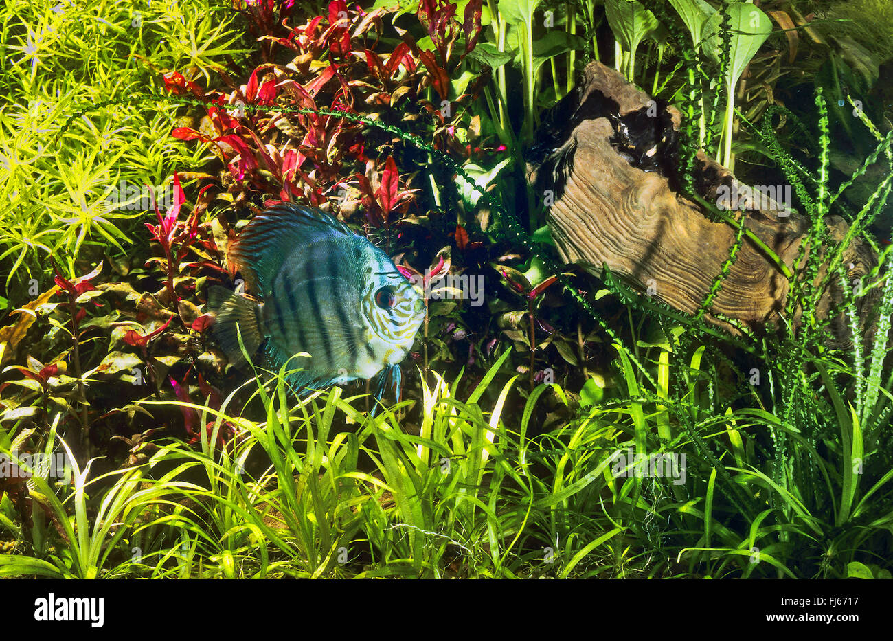 Tropical pesci di acqua dolce del serbatoio Foto Stock
