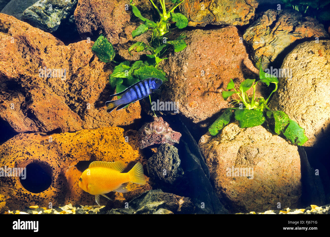 Tropical pesci di acqua dolce del serbatoio Foto Stock