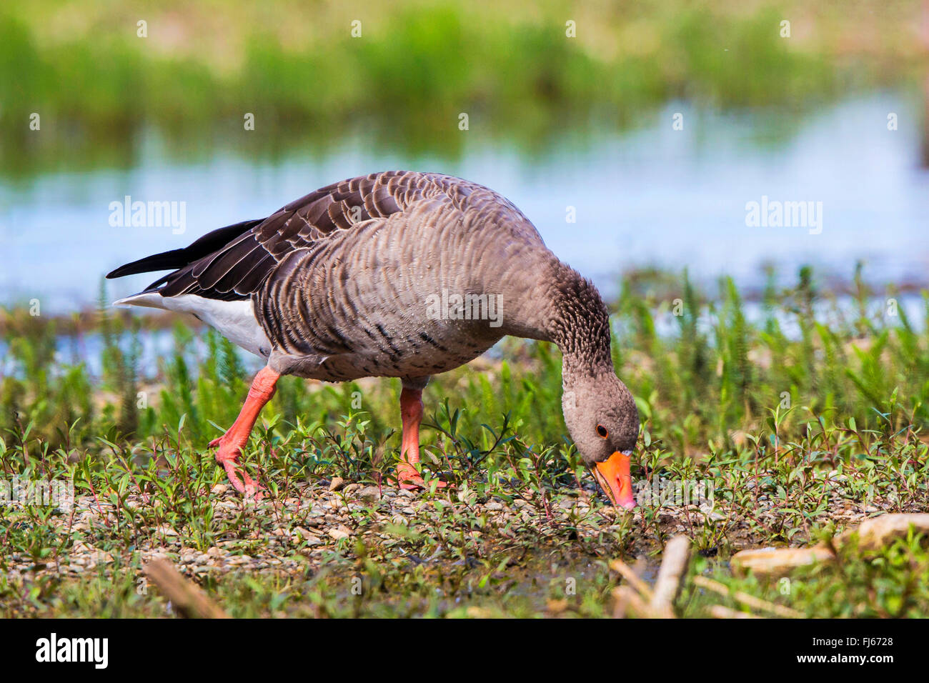 Graylag goose (Anser anser), che pascolano sulla riva del lago, in Germania, in Baviera, il Lago Chiemsee Foto Stock