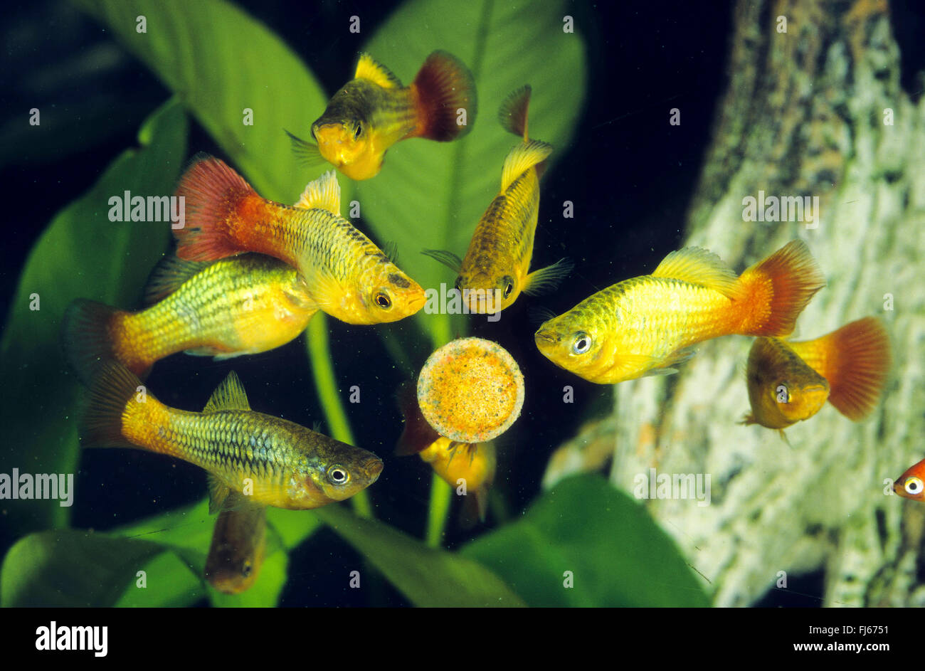 Variegata di platy, Variatus swordtail, platyfish variabile (Xiphophorus variatus, Platypoecilus variatus), platies variegato in un pellet di cibo Foto Stock