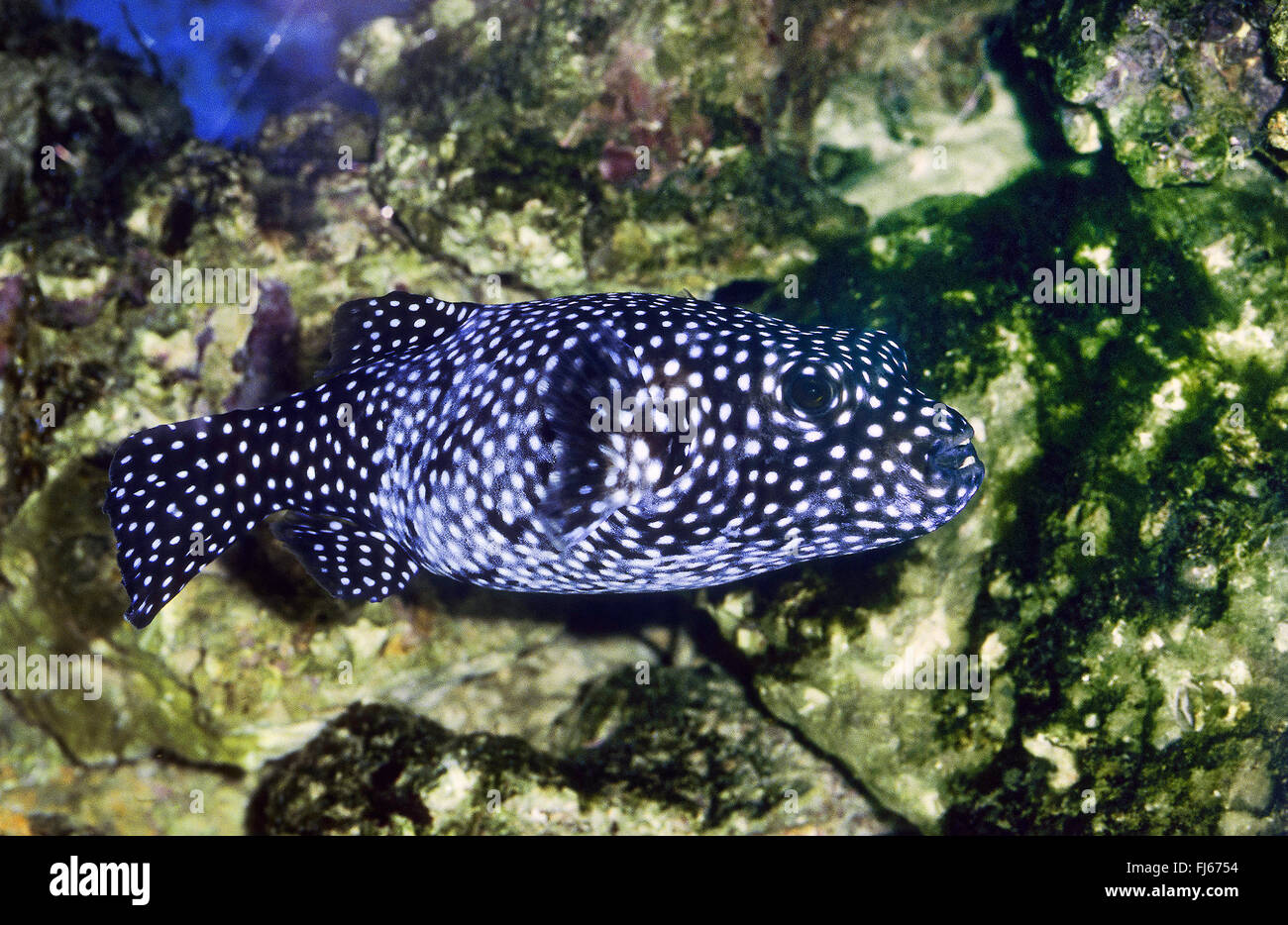 Le faraone puffer, Golden puffer, Arothron Puffer (Arothron meleagris), nuoto Foto Stock