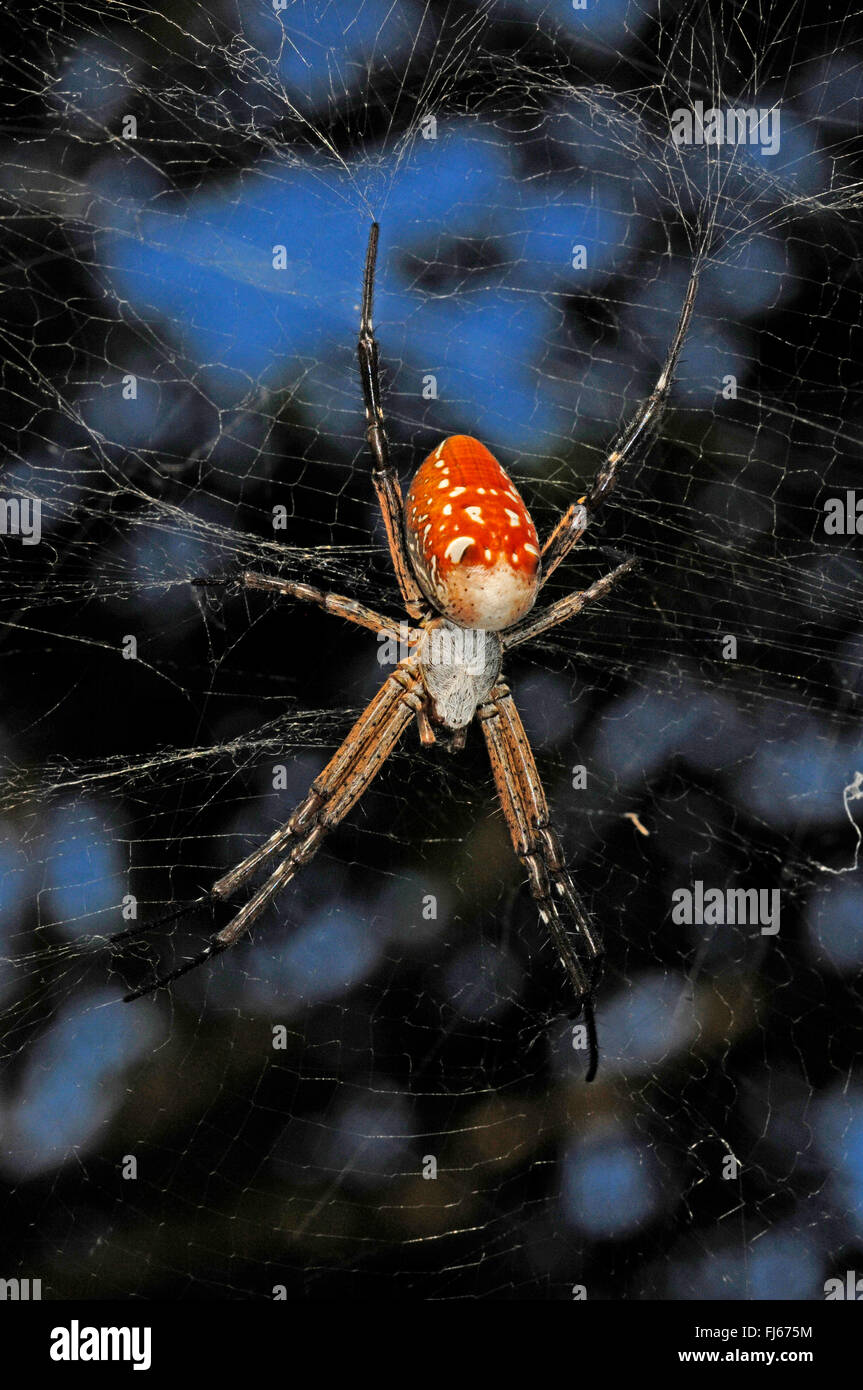 La seta spider, eremita spider (Nephilengys spec.), in una ragnatela, vista da sopra, Nuova Caledonia, Ile des Pins Foto Stock