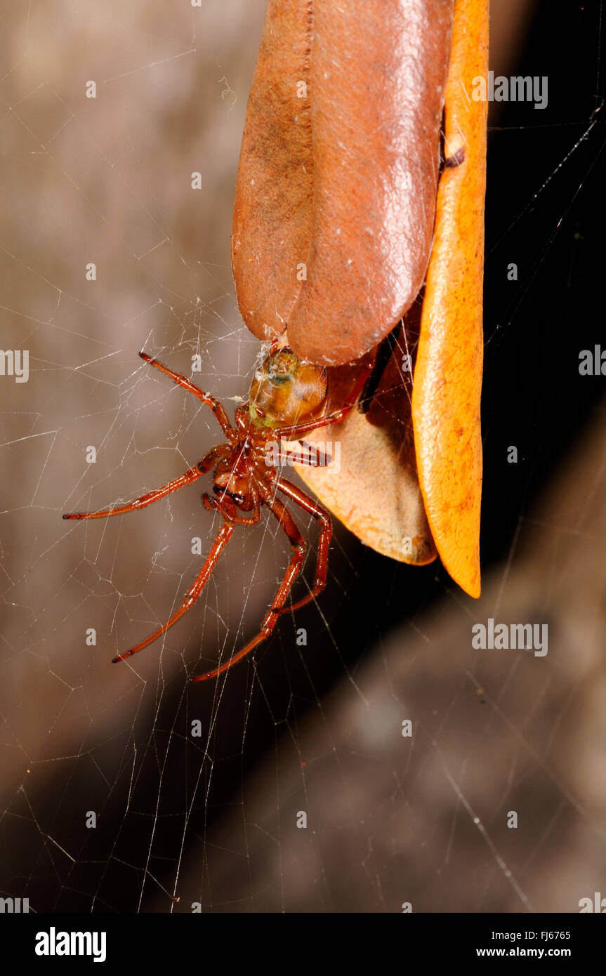 Leaf curling spider (Phonognatha joannae), guardando fuori il nascondiglio, avvolto su una foglia di un rifugio, Nuova Caledonia, le des Pins Foto Stock