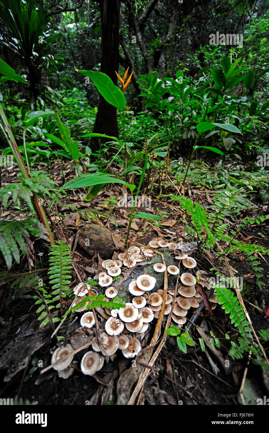 Funghi su deadwood nella foresta pluviale, Nuova Caledonia, Ile des Pins Foto Stock