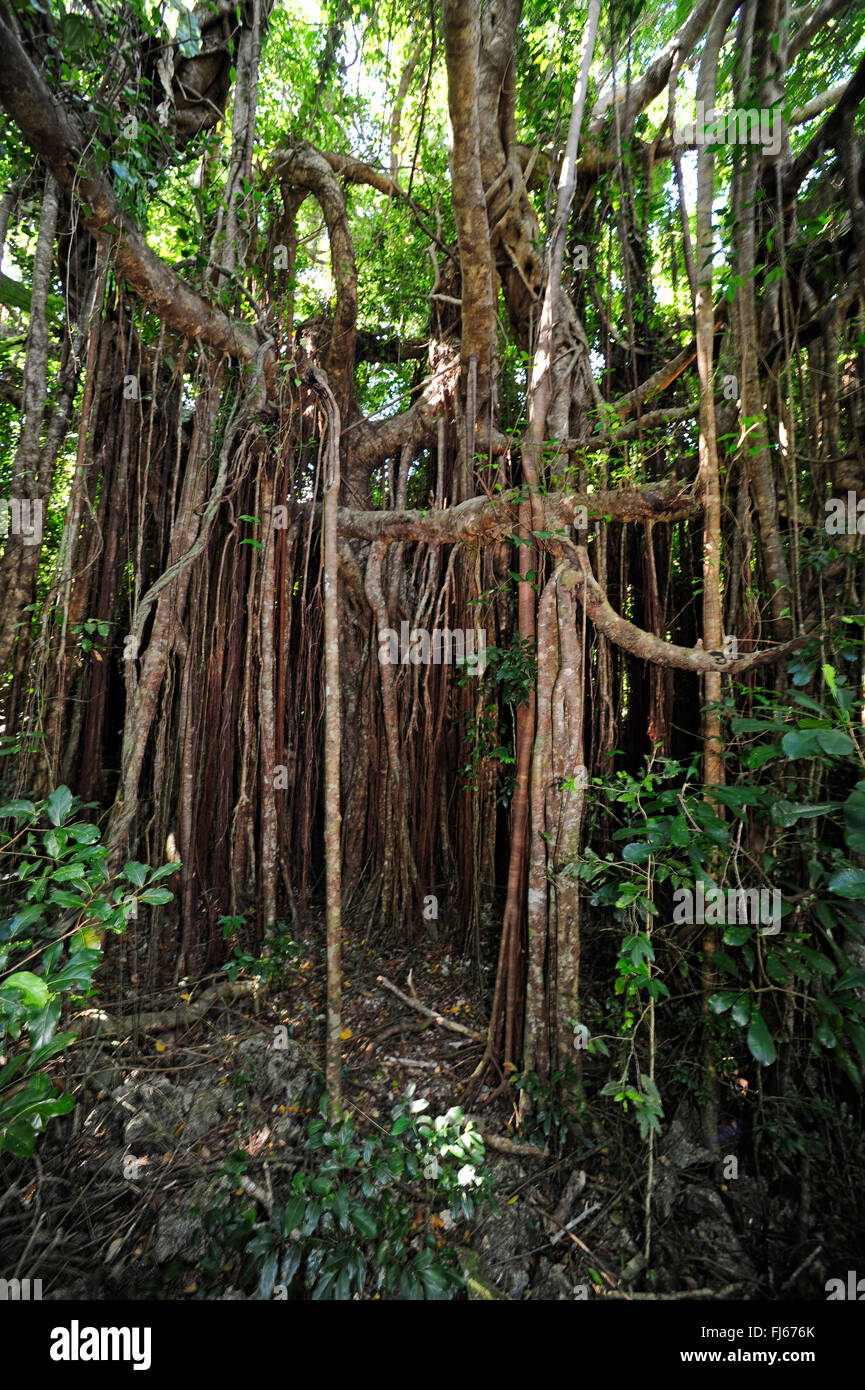 Banyan (Ficus benghalensis), radici aeree, Nuova Caledonia, Ile des Pins Foto Stock