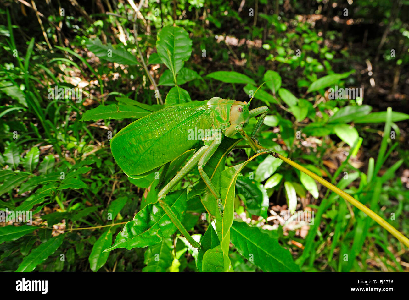 Bush cricket (cfr. Stilpnochlora couloniana ), seduto su un lascia nella foresta pluviale tropicale, Nuova Caledonia, Ile des Pins Foto Stock