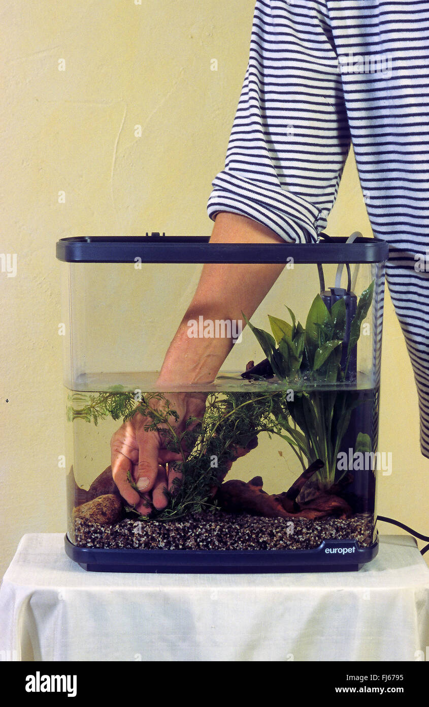 Impostazione di un acquario, mettendo le piante in acquario Foto Stock