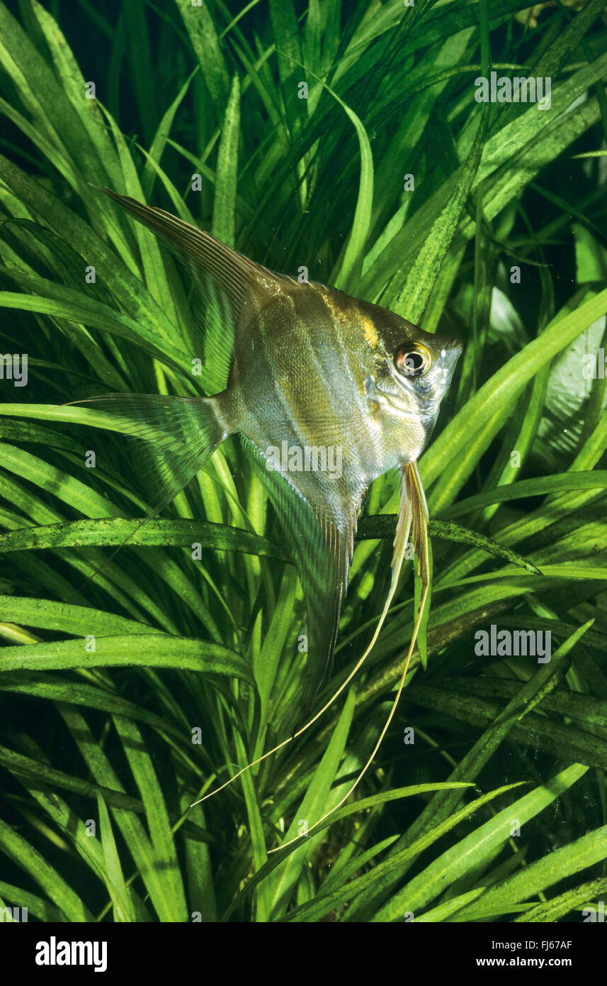 Deep angelfish, Real Altum-Angel, lungo Angelo alettato (Pterophyllum altum) anteriori di piante in acqua Foto Stock