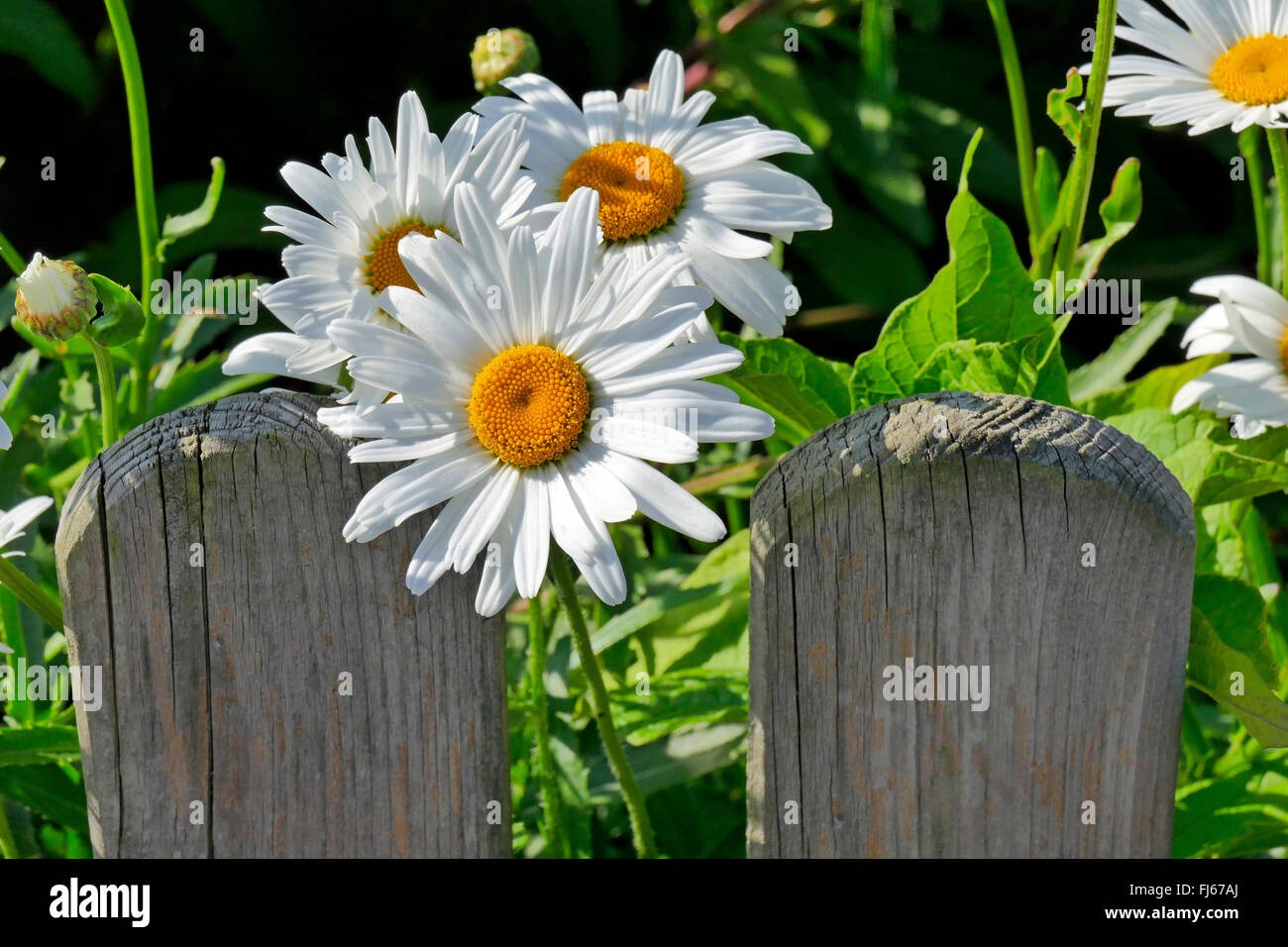 Shasta daisy (Leucanthemum massimo), fioritura in un giardino recinto, Germania Foto Stock