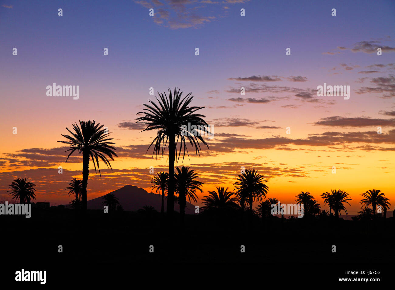 Isola Canarie data palm (Phoenix canariensis), palme di fronte al tramonto, Isole Canarie Fuerteventura, Antigua Foto Stock