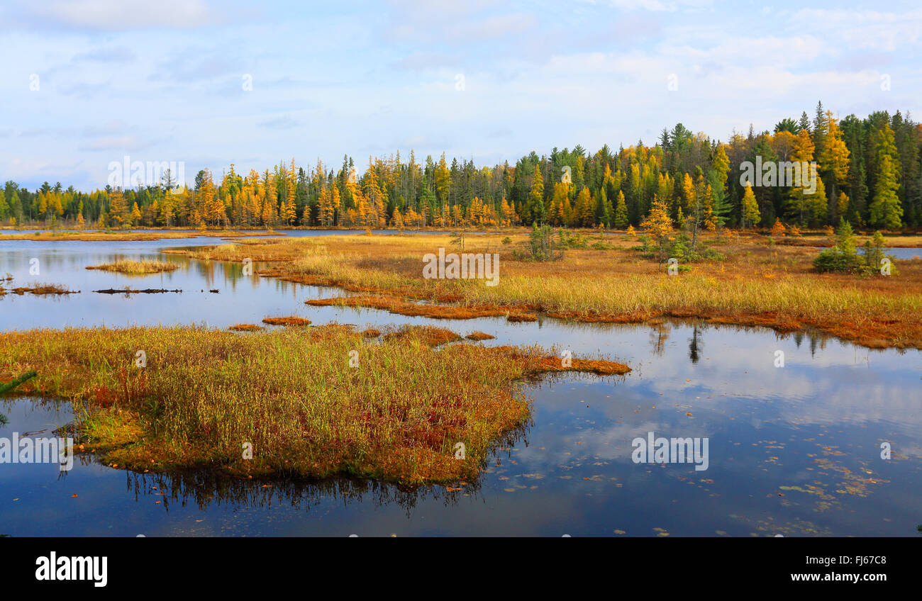 Moor pond Mizzy Lago in autunno, Canada Ontario, Algonquin Provincial Park Foto Stock