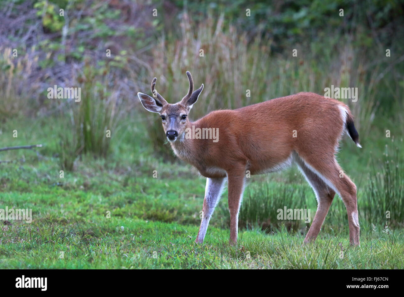 Mulo cervo nero-tailed deer (Odocoileus hemionus), maschio sorge in un prato, Canada, British Columbia, l'isola di Vancouver Foto Stock