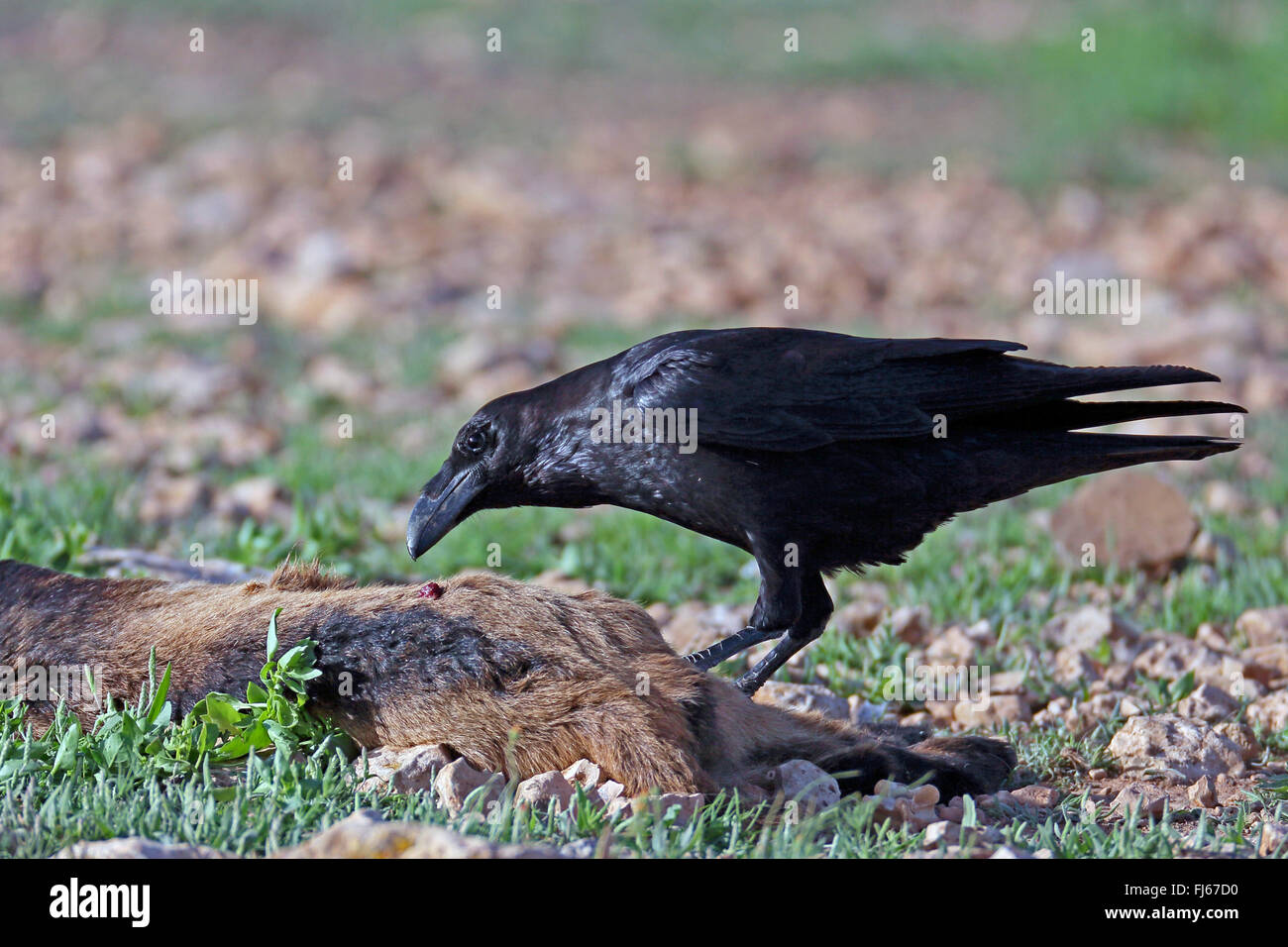 Comune di corvo imperiale (Corvus corax), feed di una capra, Isole Canarie Fuerteventura Foto Stock