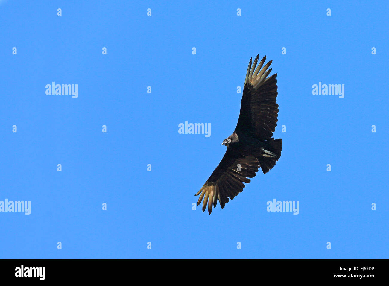 American avvoltoio nero (Coragyps atratus), in volo, STATI UNITI D'AMERICA, Florida, Gatorland Foto Stock