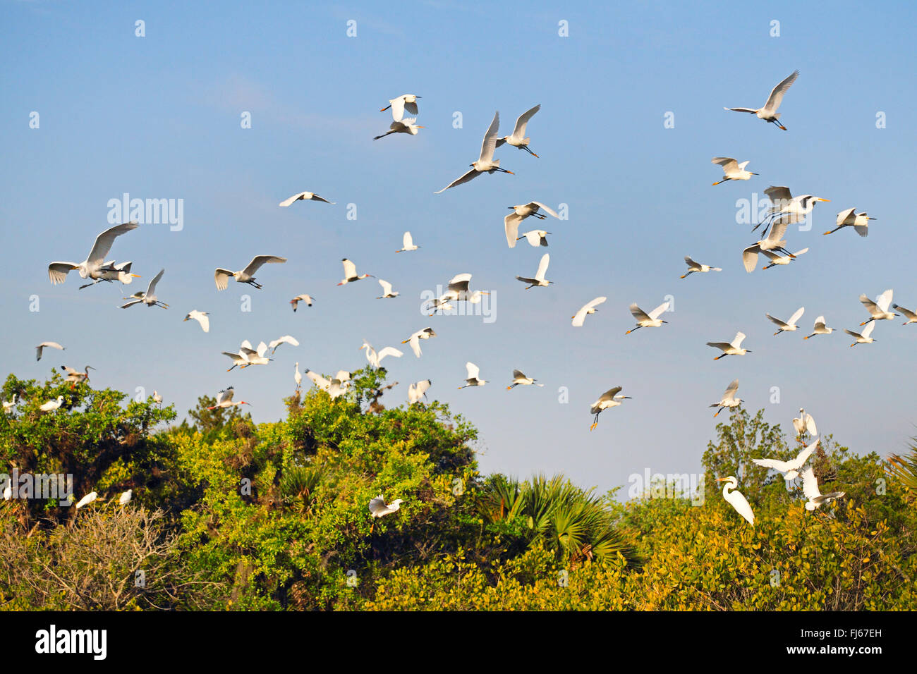 Snowy garzetta (Egretta thuja), flying truppa, STATI UNITI D'AMERICA, Florida, Merritt Island Foto Stock