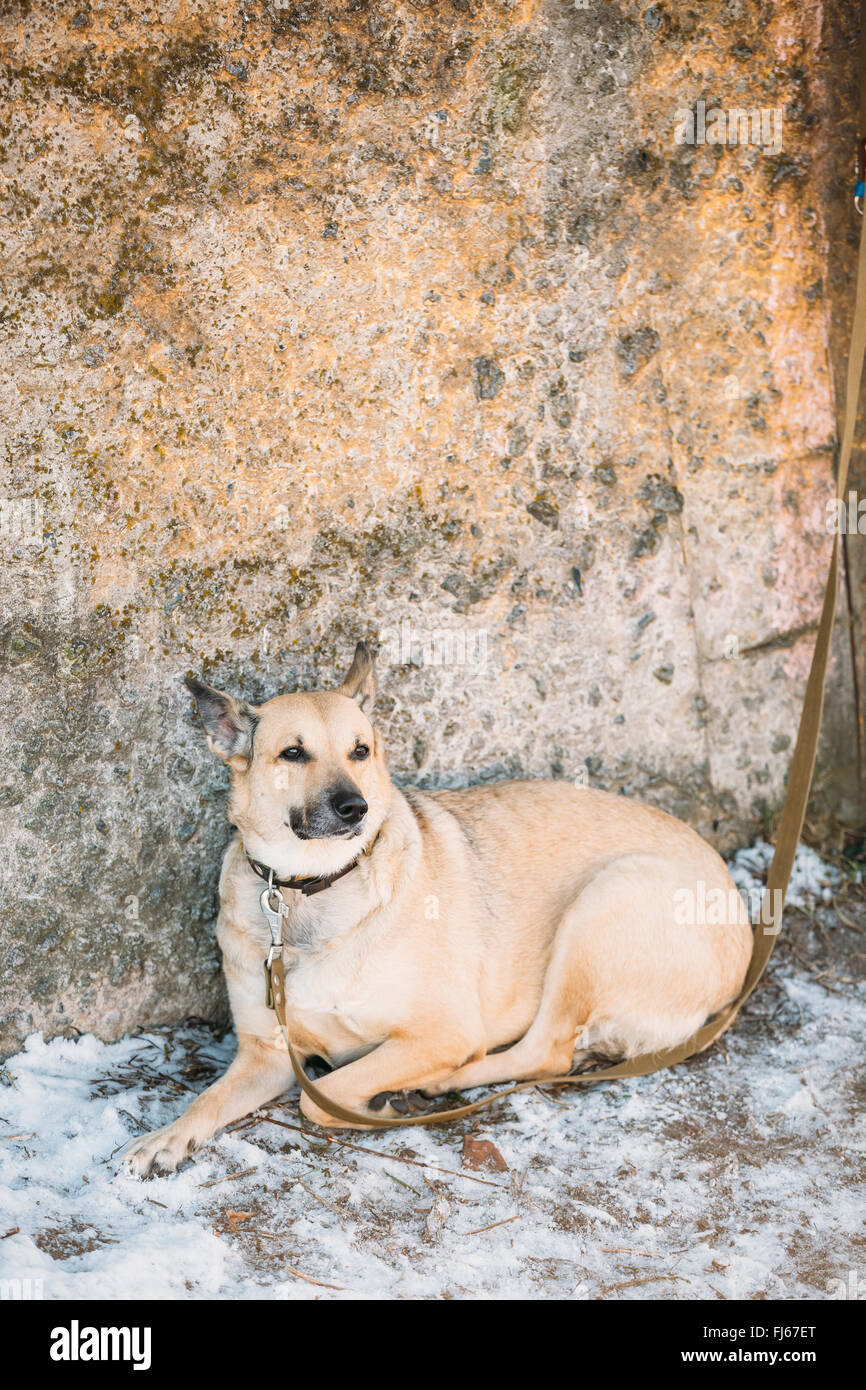 Razza mista di medie dimensioni cane bruno siede all'aperto Foto Stock