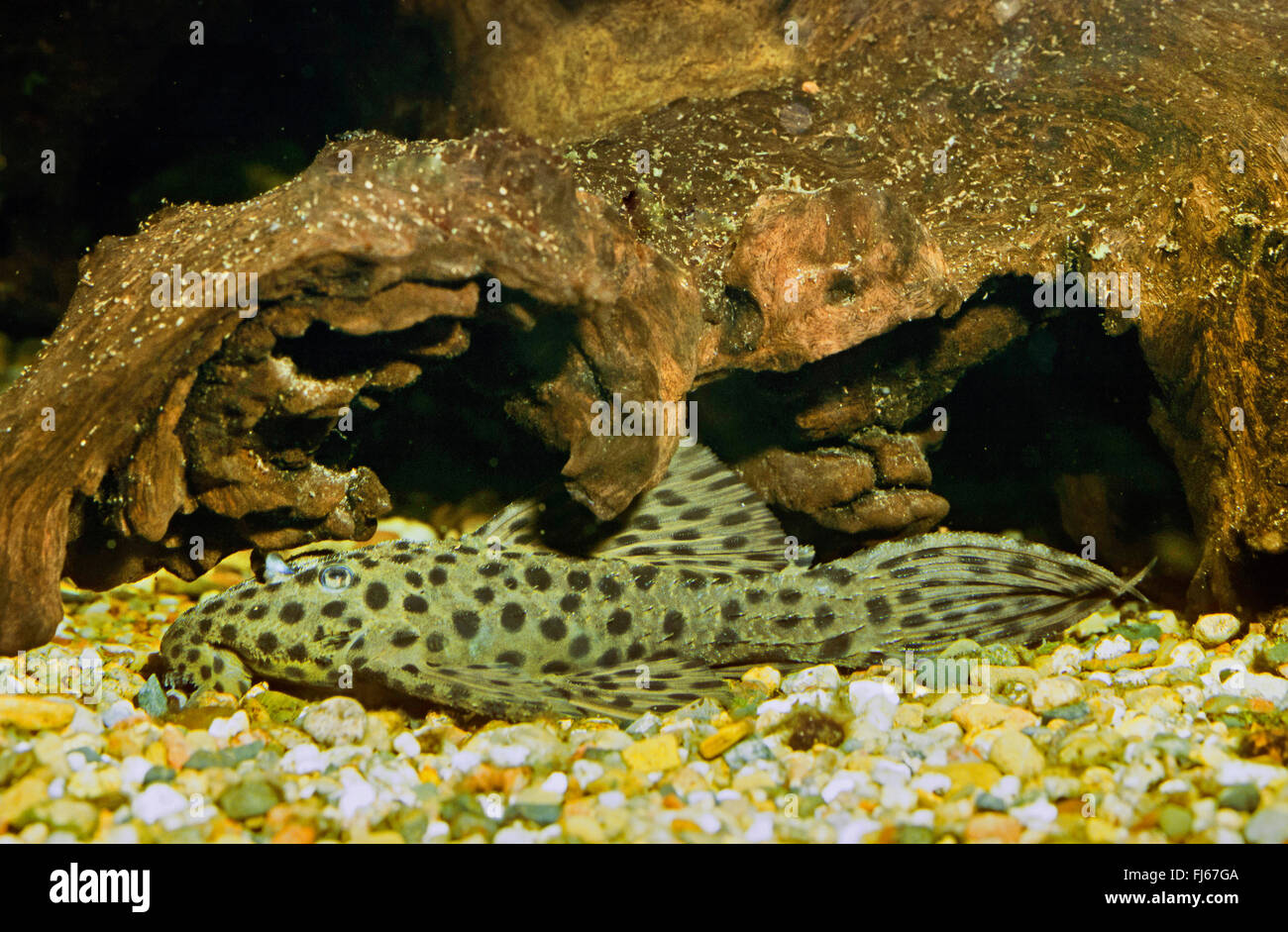 Il caffè e la crema pleco, Pleco spinosa (Pseudacanthicus spinosus), che si appoggia sul fondo Foto Stock