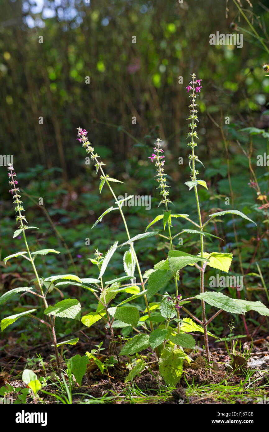Hedge woundwort, Whitespot (Stachys sylvatica), fioritura, Germania Foto Stock