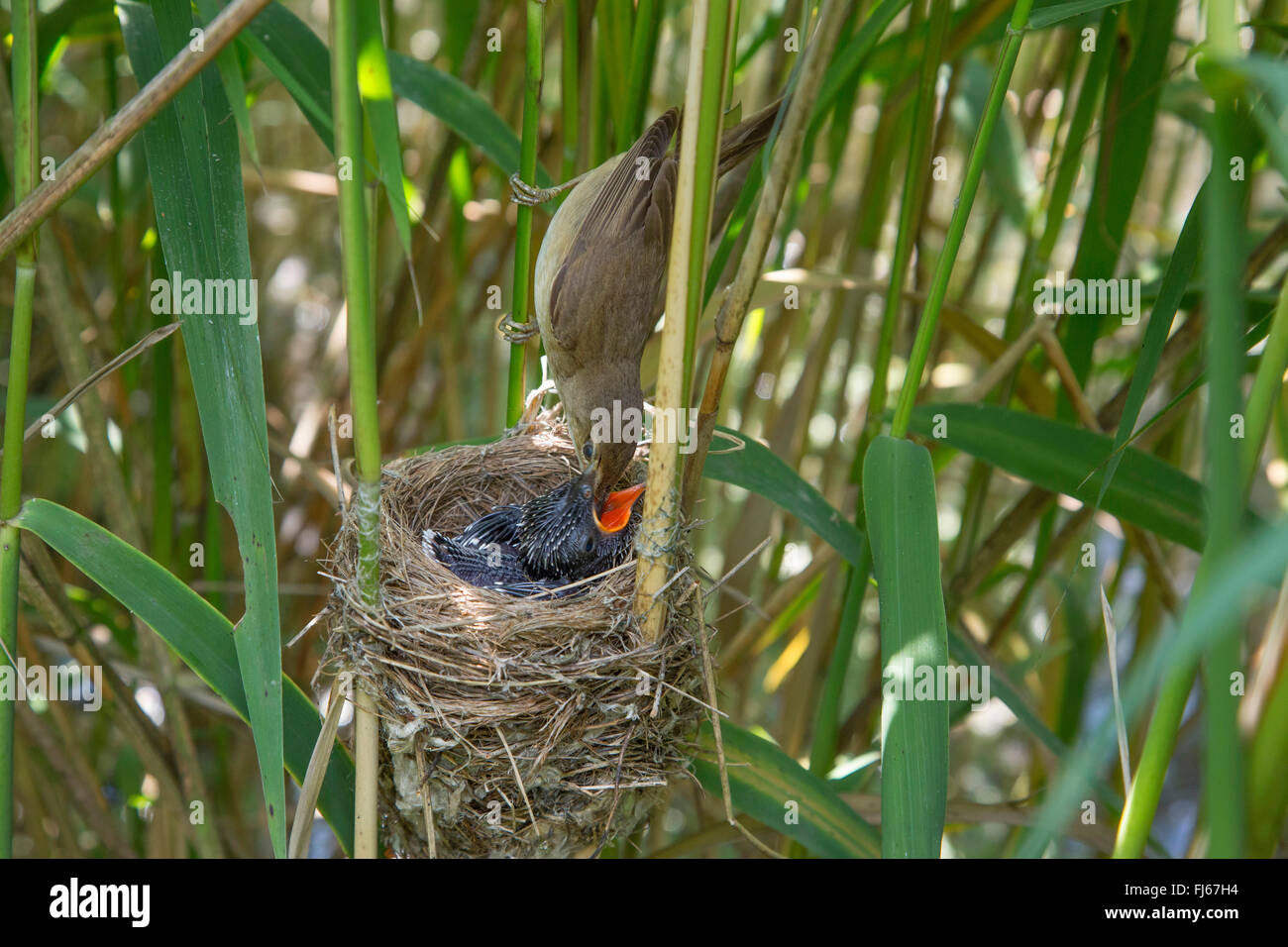 Eurasian cuculo (Cuculus canorus), reed trillo alimentando una 5 giorni di età giovane cuculo nel nido, in Germania, in Baviera, Alta Baviera, Baviera superiore Foto Stock
