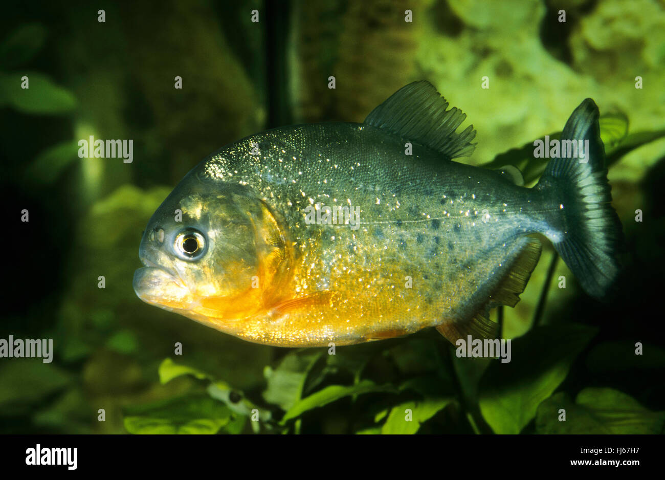 Convesso-guidato piranha, Natterer di piranha, piranha rosso, rosso di ventre (piranha Serrasalmus nattereri, Pygocentrus nattereri, Rooseveltiella nattereri), nuoto Foto Stock