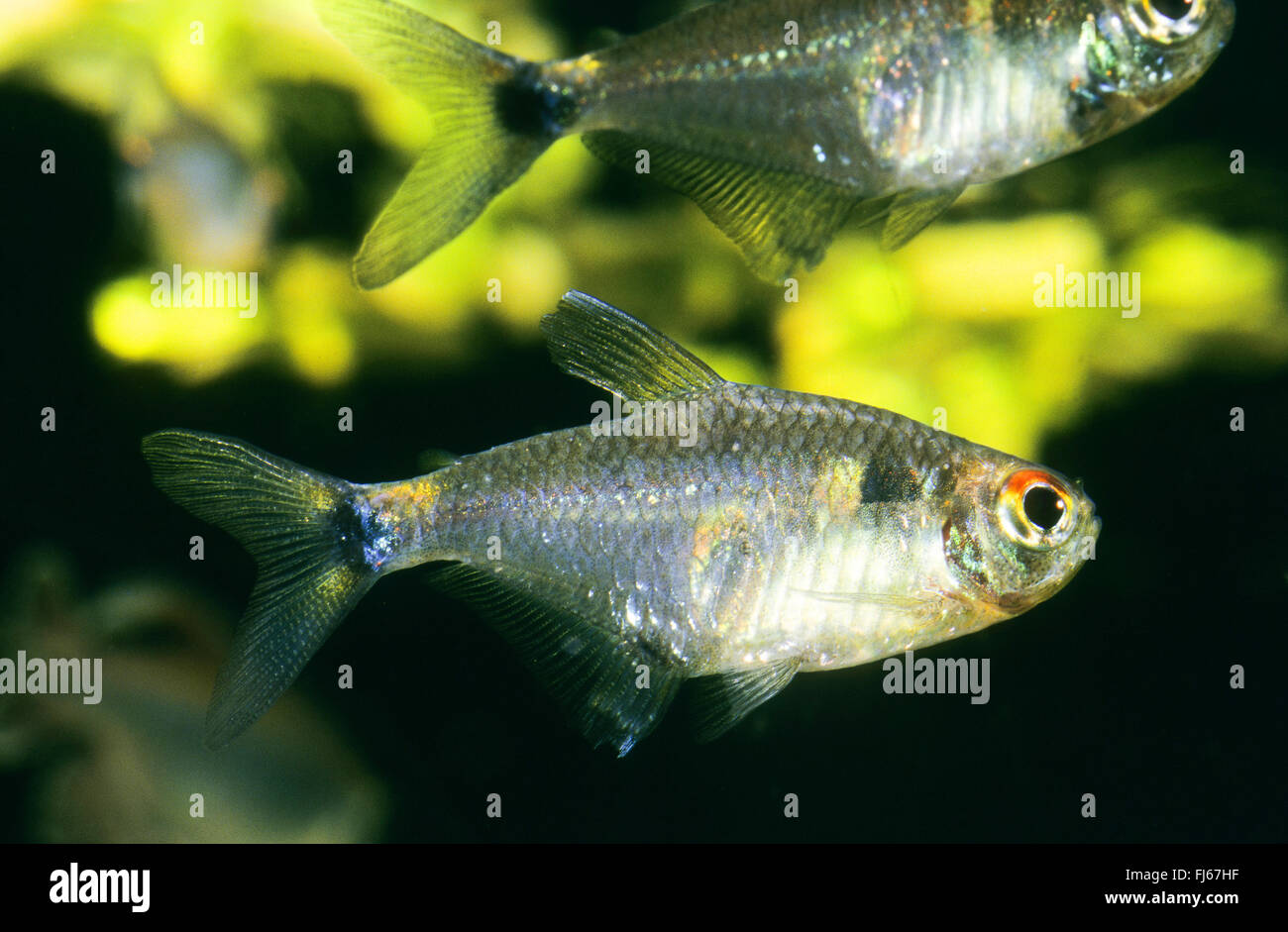 Fish freshwater fishes amazzonia immagini e fotografie stock ad alta  risoluzione - Alamy