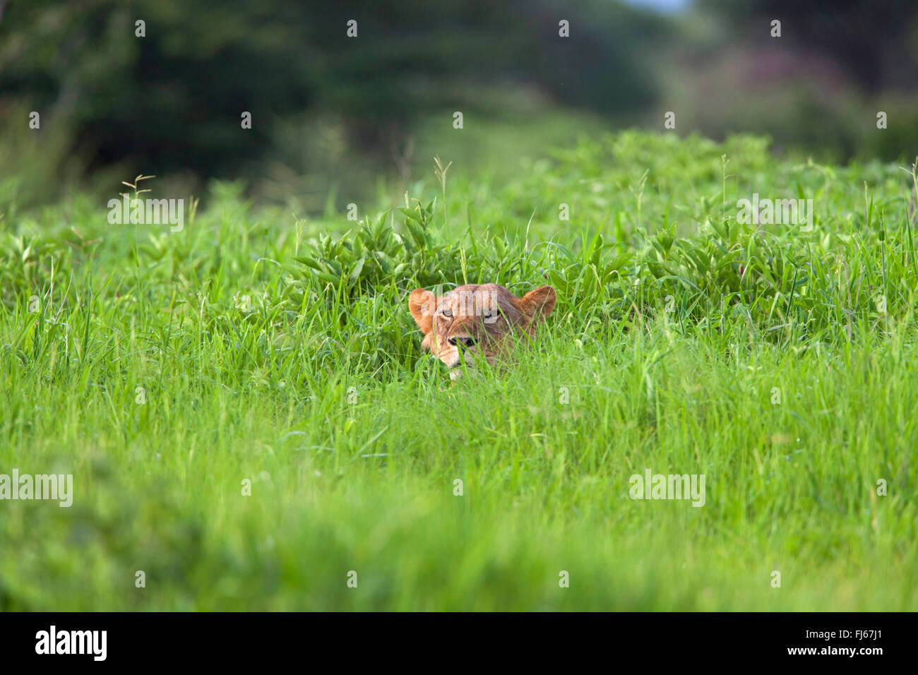 Lion (Panthera leo), sta in agguato nell'erba alta, Sud Africa Foto Stock