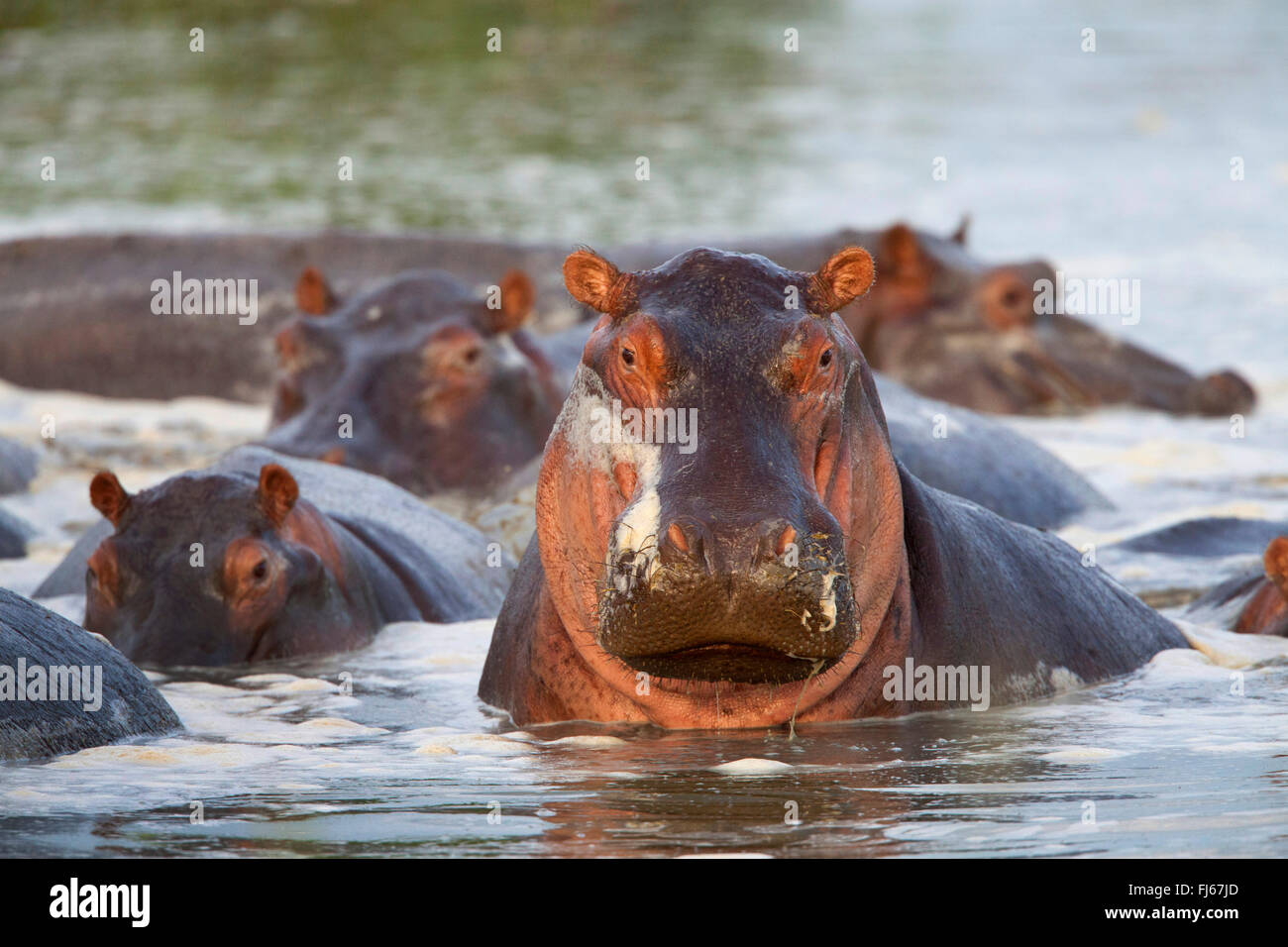 Ippopotamo, ippopotami, comune ippopotamo (Hippopotamus amphibius), allevamento in un fiume, Sud Africa Foto Stock