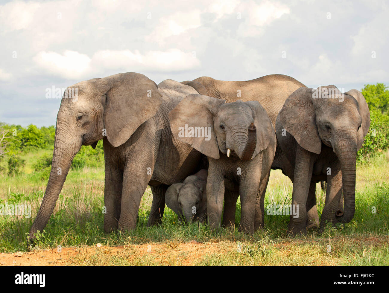 Elefante africano (Loxodonta africana), mucca elephnats con vitello, branco di elefanti, Sud Africa Foto Stock