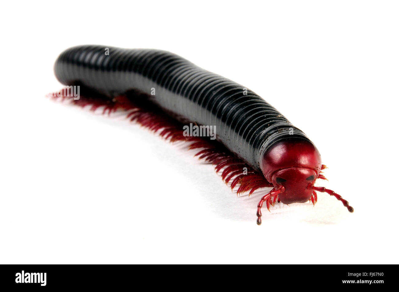 Millepede, mille-legger, myriapodian (Myriapoda), non ancora descritti millepede dal Sud Africa, Sud Africa Foto Stock
