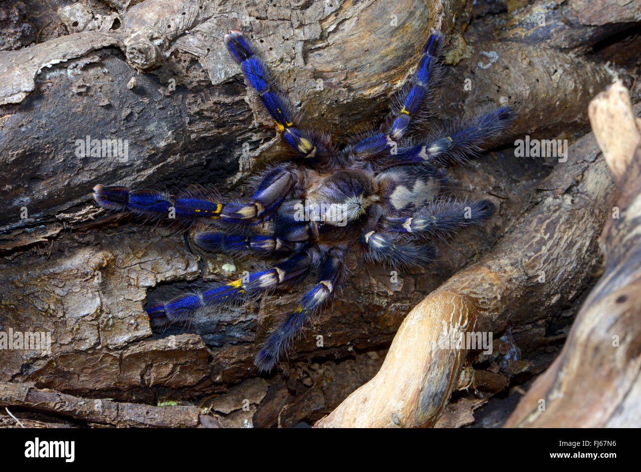 Zaffiro Gooty albero ornamentale spider, Gooty zaffiro, Gooty tarantola, metallica tarantola, paracadute peacock spider, peacock tarantola, salepurgu (Poecilotheria metallica), su un ramo, India Foto Stock