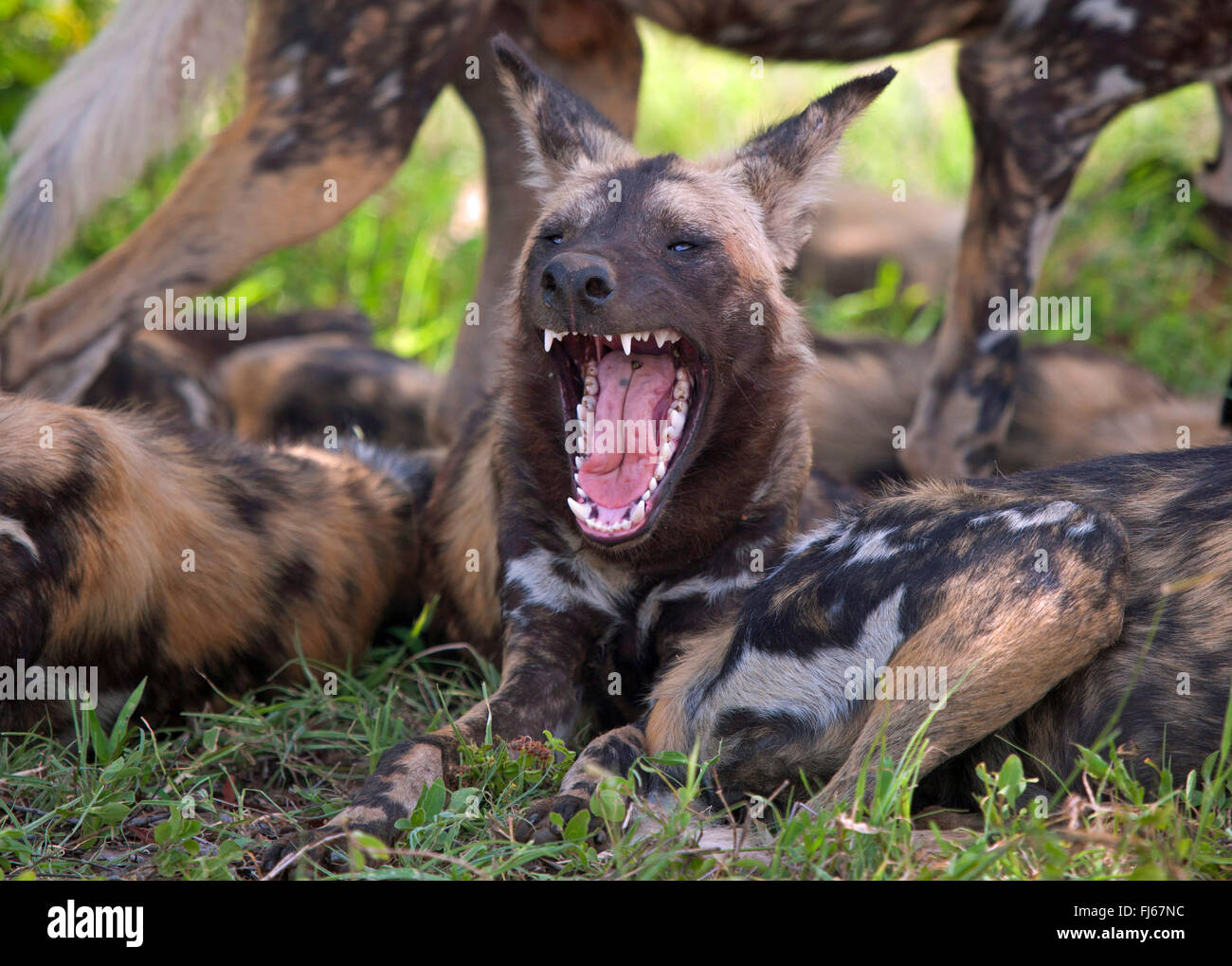 African wild dog, African Hunting dog, Capo Caccia cane, dipinto di cane lupo dipinti, verniciati cane da caccia, Spotted Dog, ornati Wolf (Lycaon pictus), riposo pack, Sud Africa, Krueger National Park Foto Stock