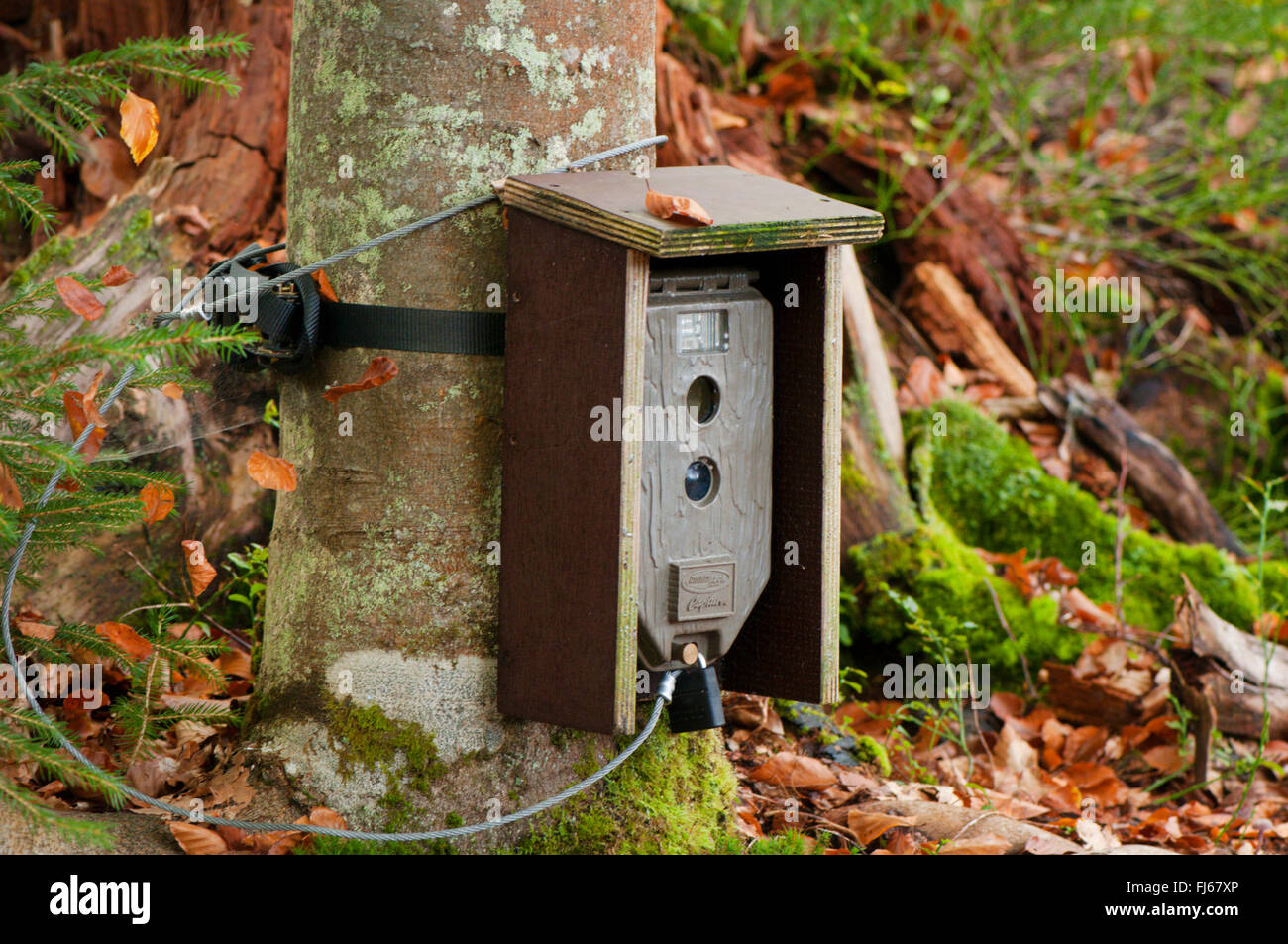 Trappola della telecamera, l'unità di ricerca per la lince nella foresta bavarese, Germania, Bayerische Wald Foto Stock