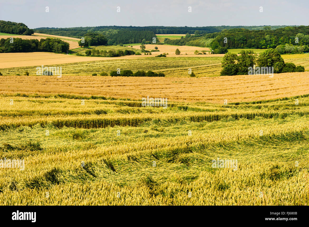 Campo di grano danneggiati dalla tempesta e la pioggia, un mancato raccolto, in Germania, in Renania settentrionale-Vestfalia, Muensterland Foto Stock