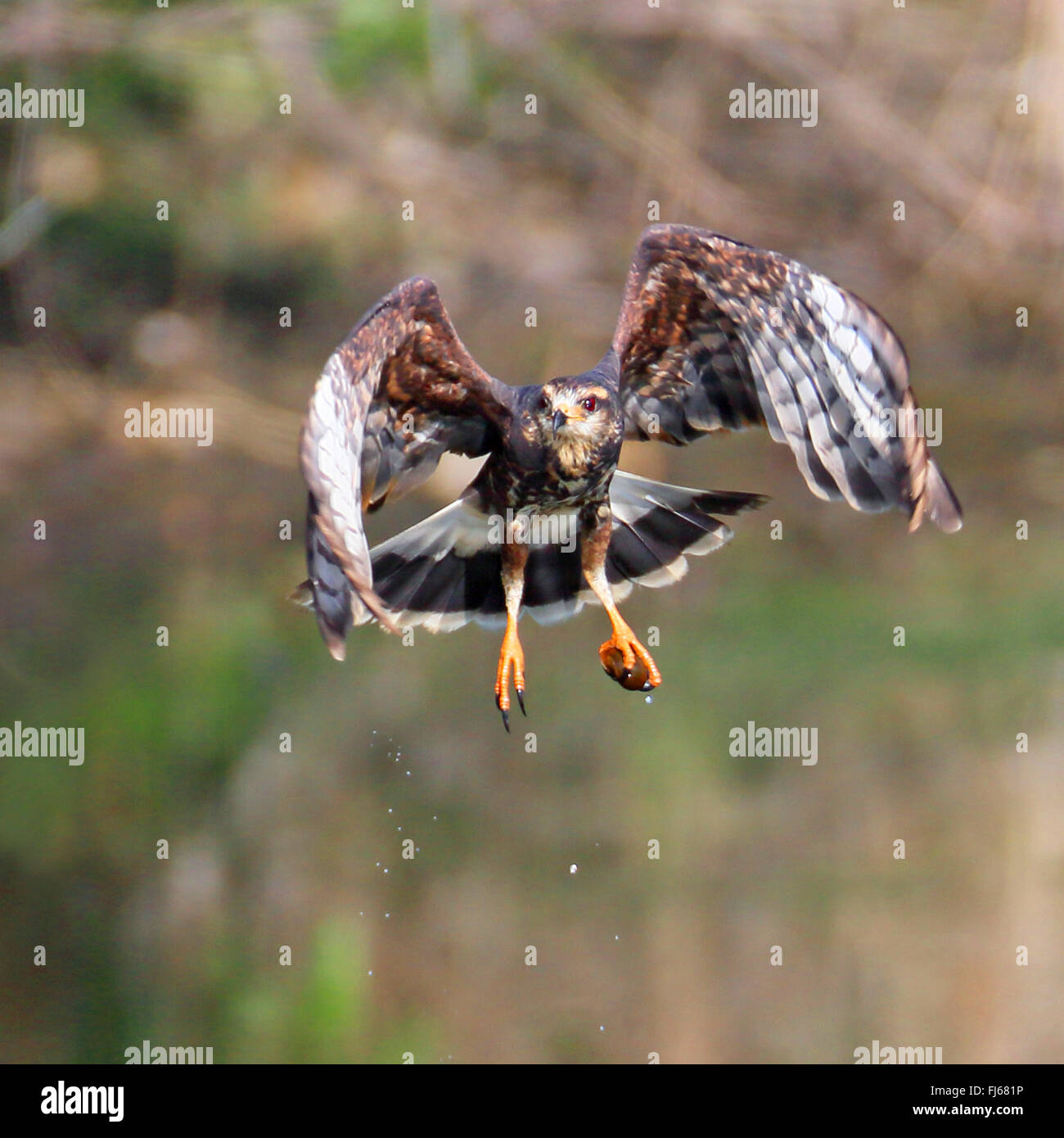 Everglade kite, snail kite, (Rostrhamus sociabilis), femmina volanti con apple lumaca, STATI UNITI D'AMERICA, Florida Foto Stock