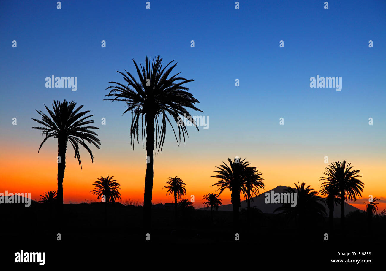 Isola Canarie data palm (Phoenix canariensis), palme di fronte al tramonto, Isole Canarie Fuerteventura, Antigua Foto Stock