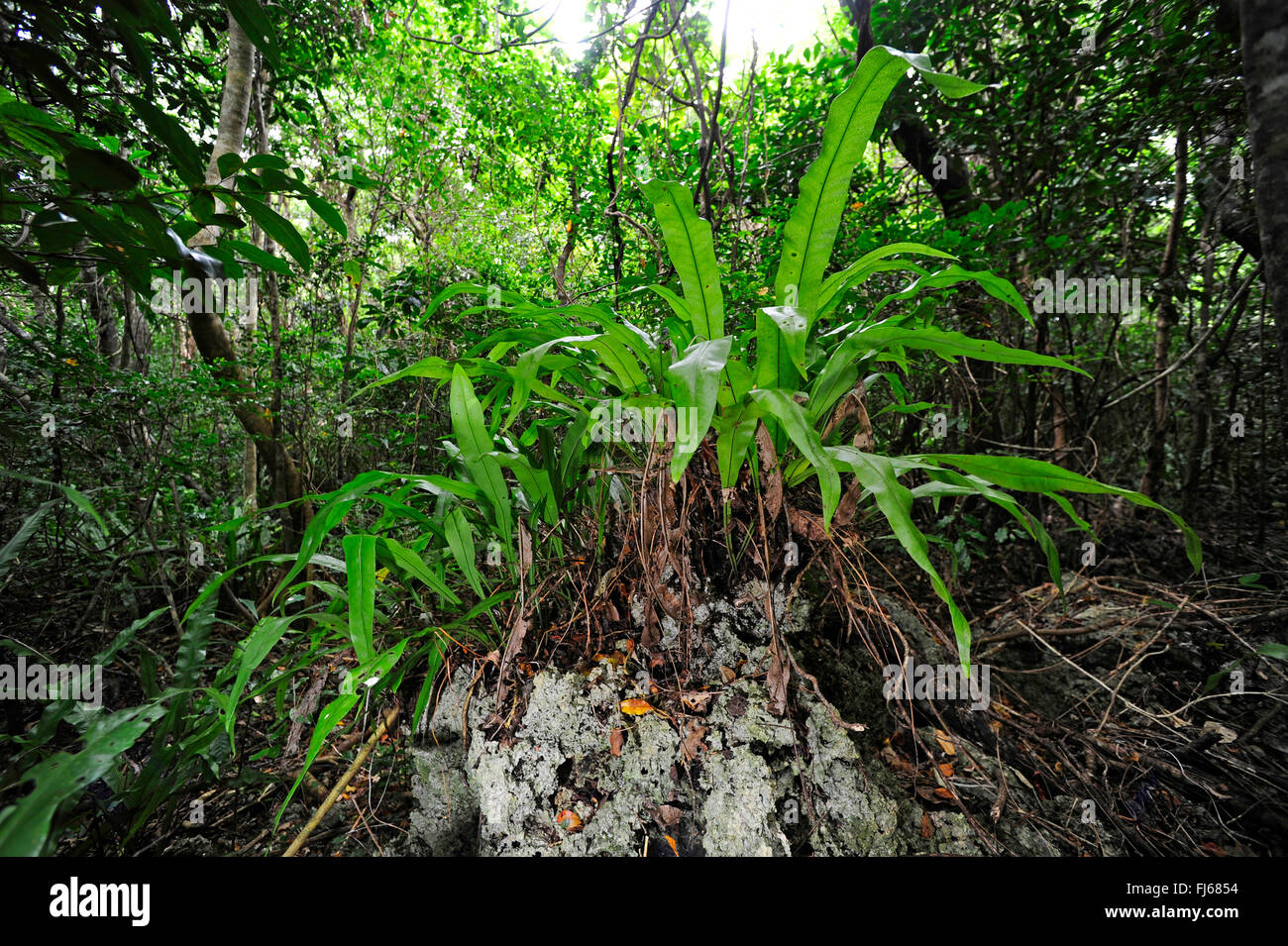 Il fogliame di foresta pluviale, Nuova Caledonia, Ile des Pins Foto Stock