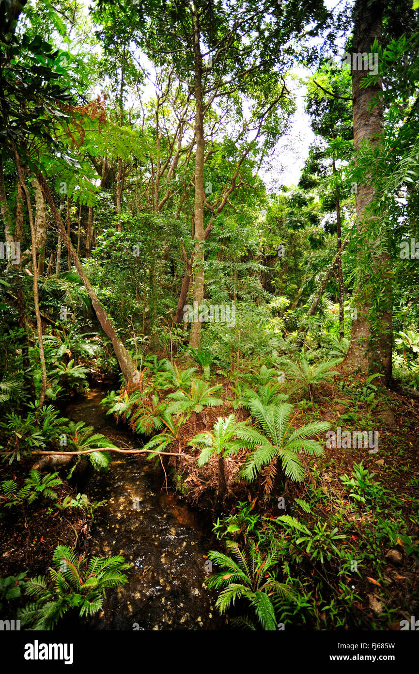 Creek nella foresta pluviale della Nuova Caledonia, Nuova Caledonia, Ile des Pins Foto Stock