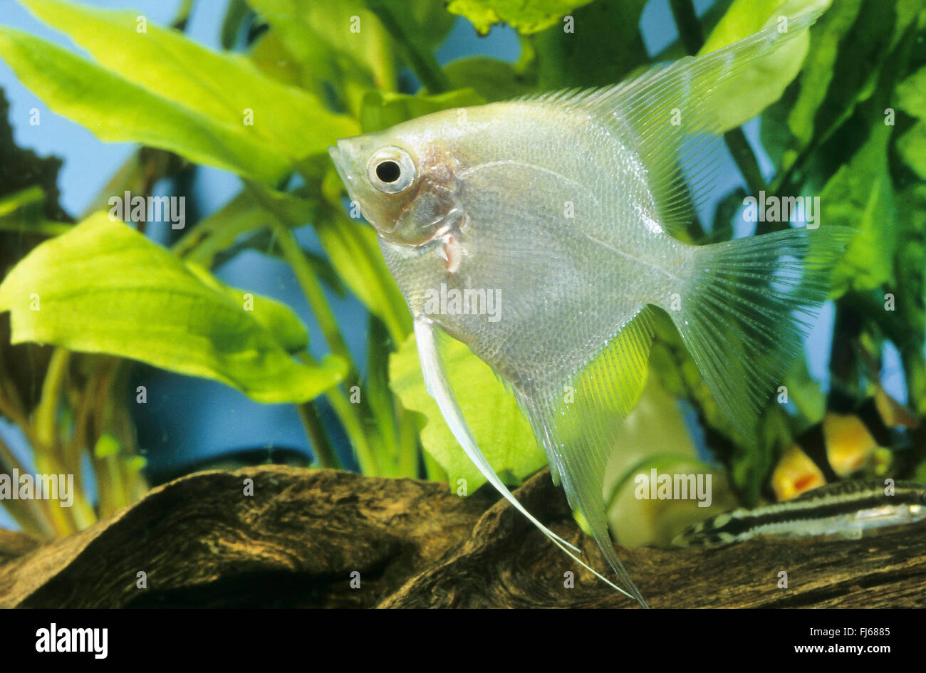 Freshwater angelfish, Longfin pesci angelo, nero angelfish, scalare (Pterophyllum scalare, Platax scalaris), razza Foto Stock